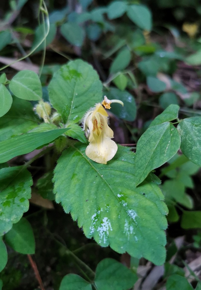 Impatiens tomentella