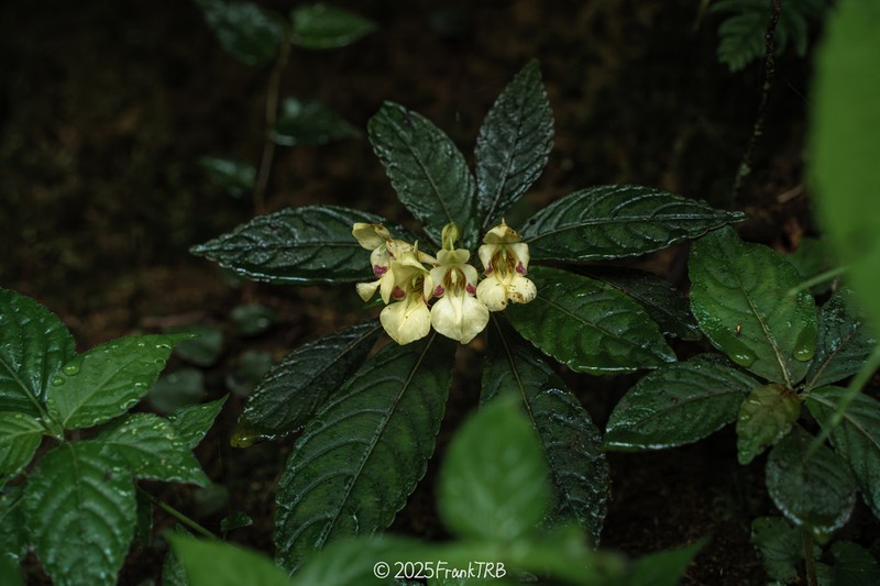 Impatiens tomentella photo 2