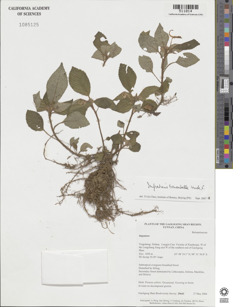 Impatiens tomentella photo 3