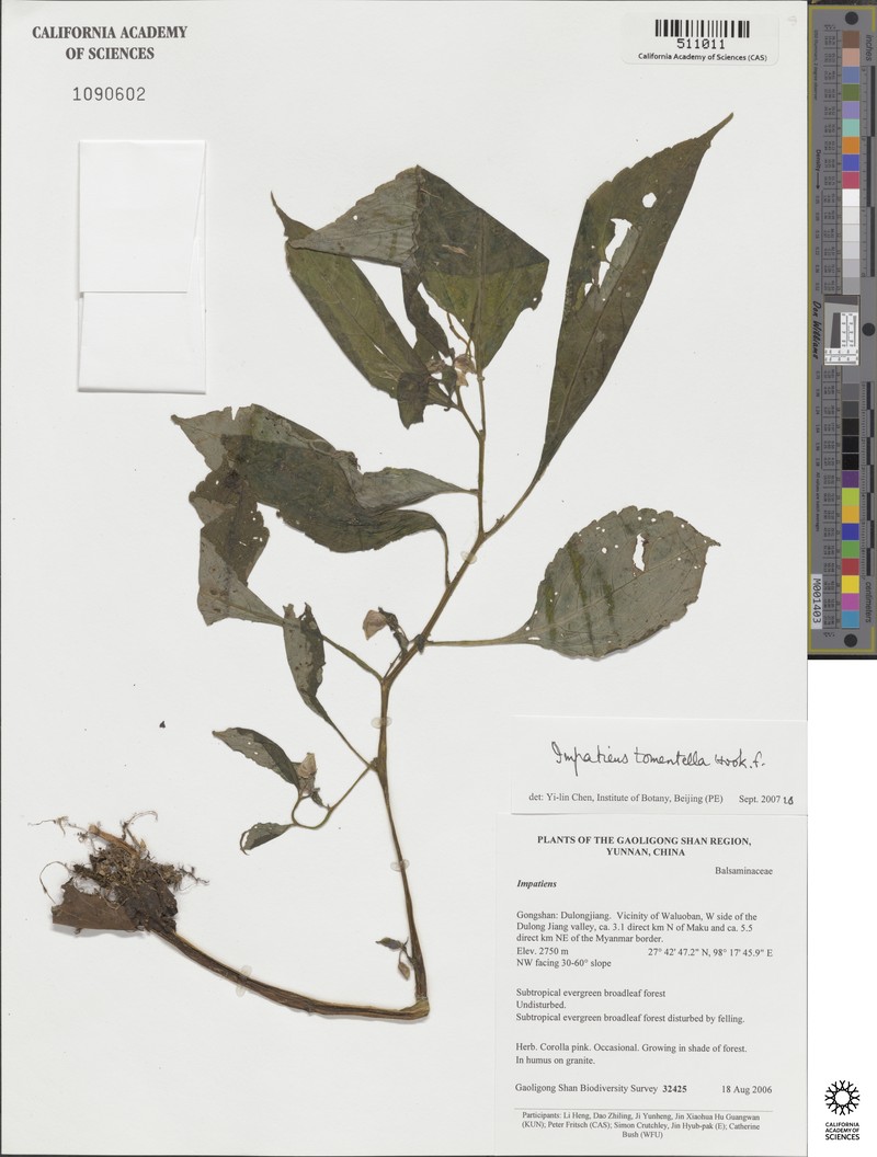 Impatiens tomentella photo 4