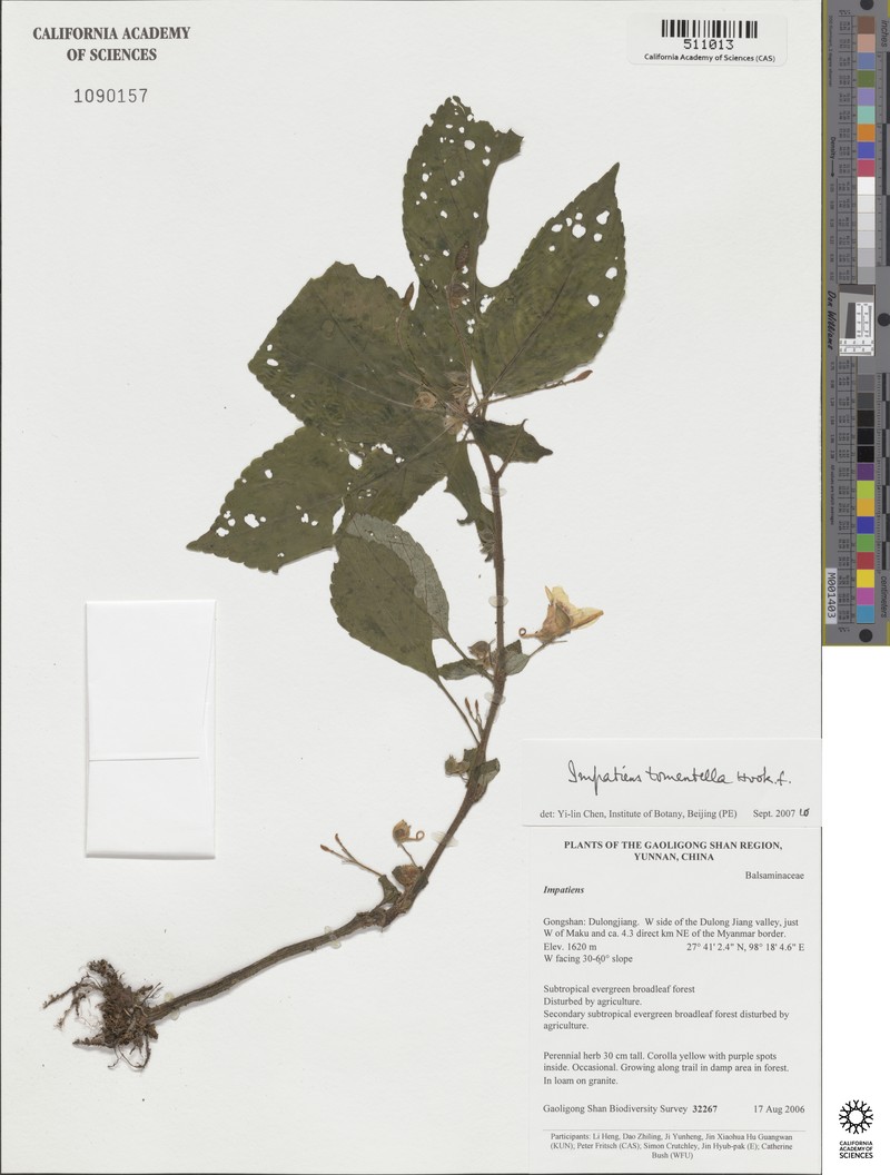 Impatiens tomentella photo 5