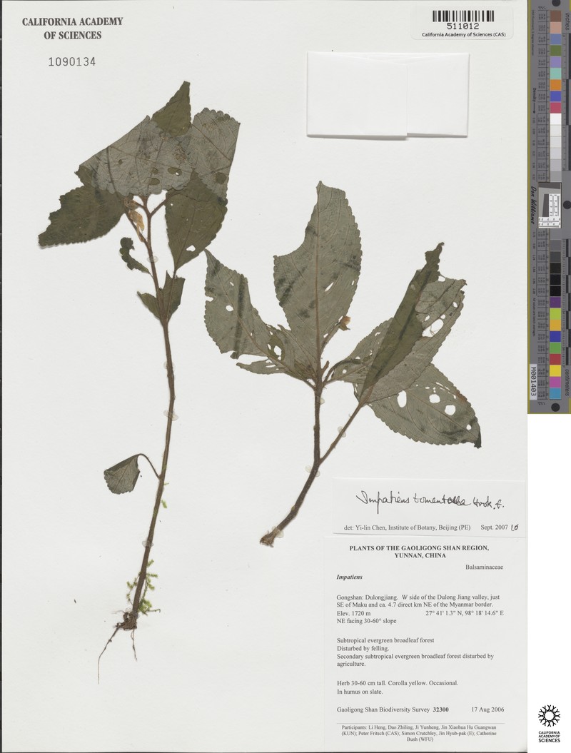 Impatiens tomentella photo 6