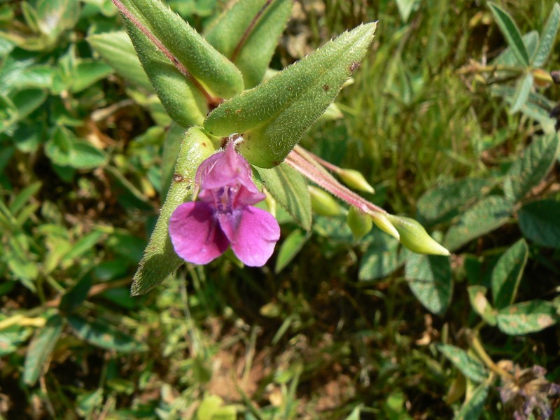 Impatiens tomentosa