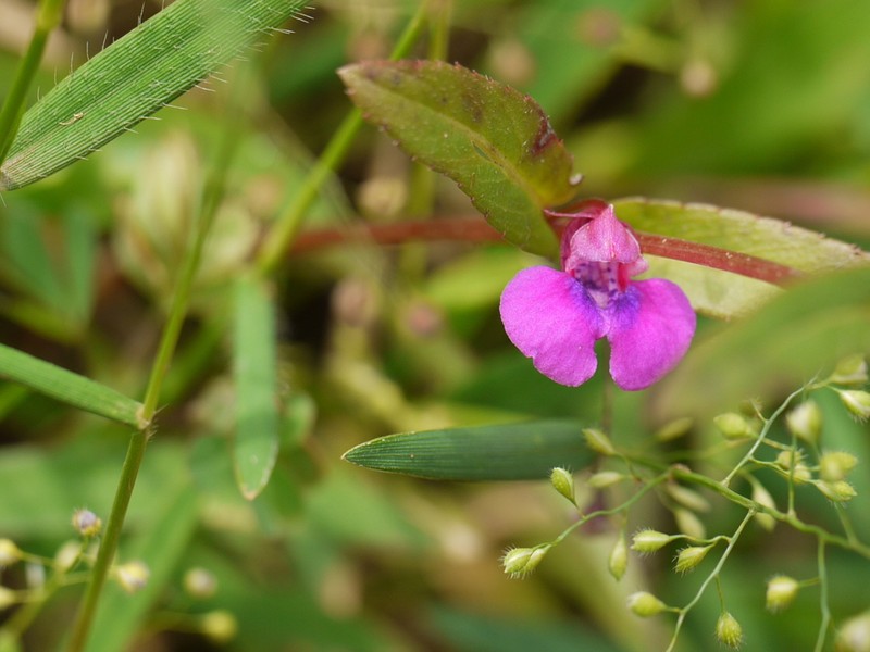 Impatiens tomentosa photo 2