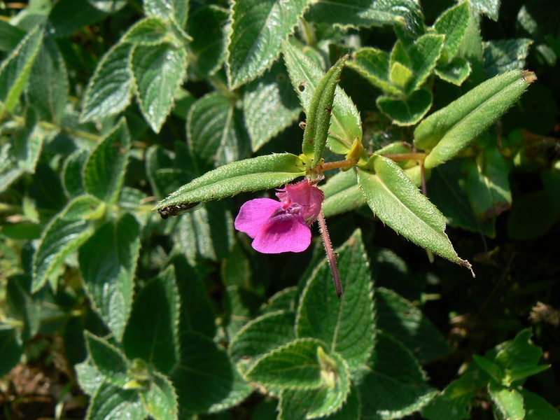 Impatiens tomentosa photo 3