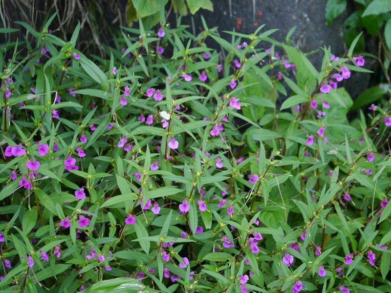 Impatiens tomentosa photo 4