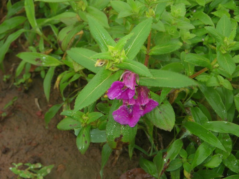 Impatiens tomentosa photo 5
