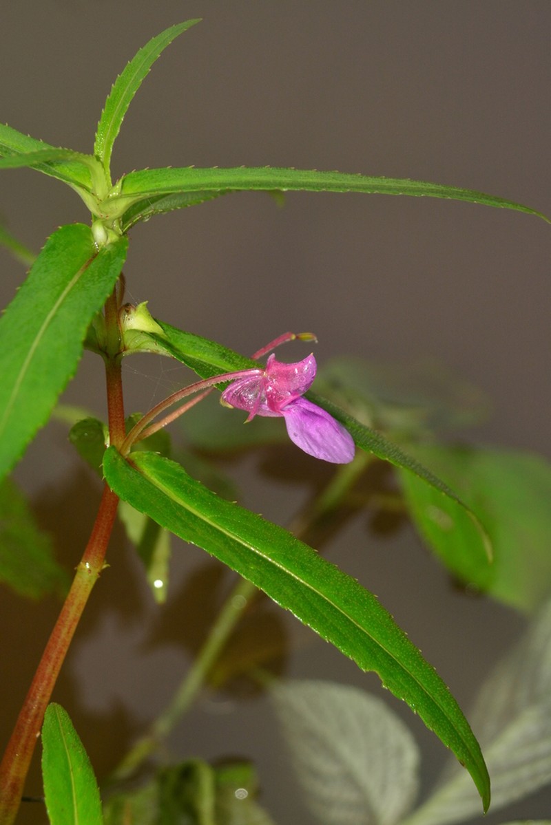 Impatiens tomentosa photo 6