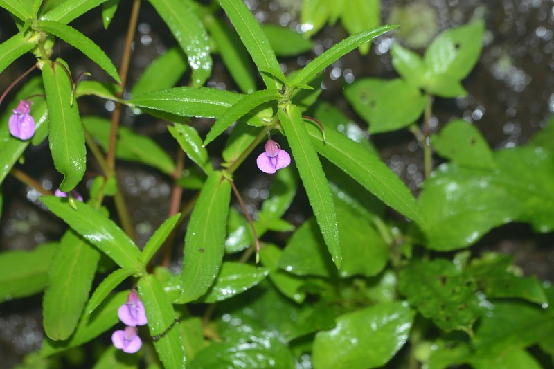 Impatiens tomentosa photo 7