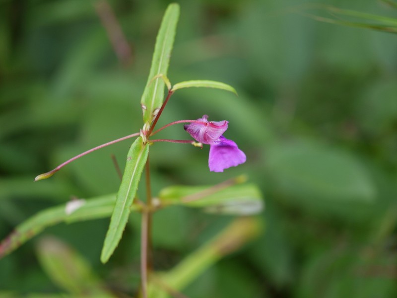 Impatiens tomentosa photo 8