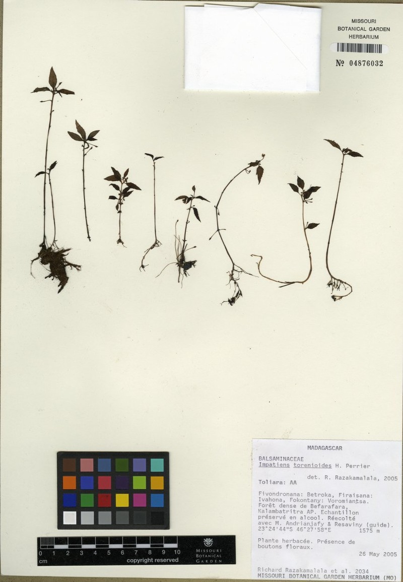 Impatiens torenioides