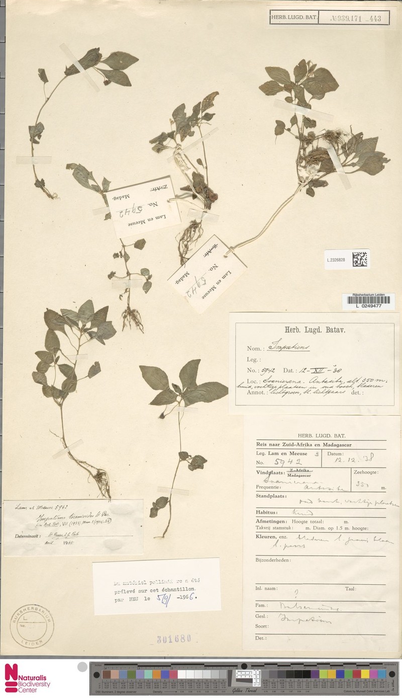 Impatiens torenioides photo 3