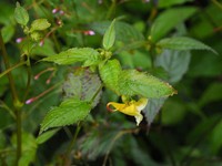 Impatiens tortisepala