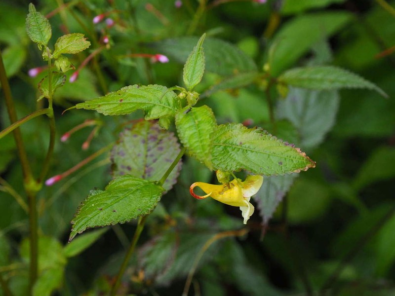 Impatiens tortisepala