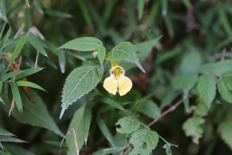 Impatiens tortisepala photo 3