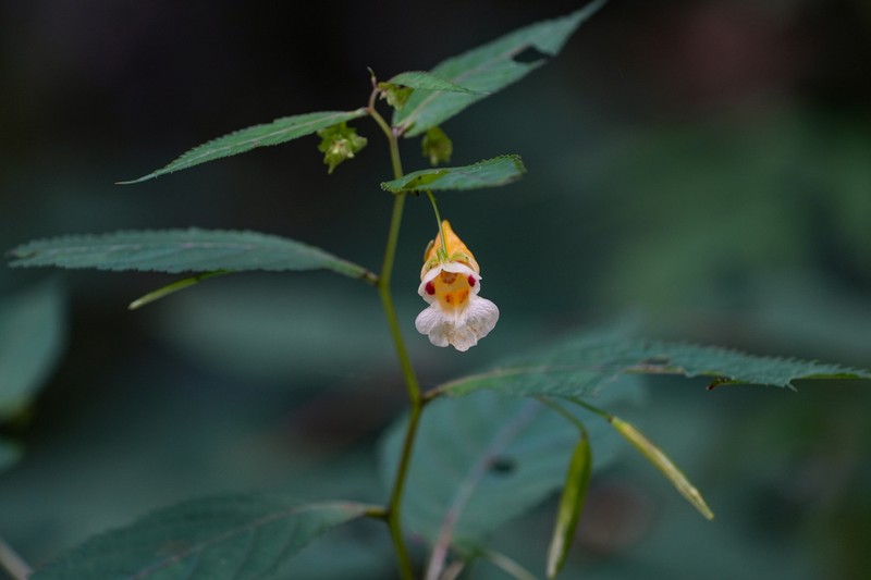 Impatiens tortisepala photo 4