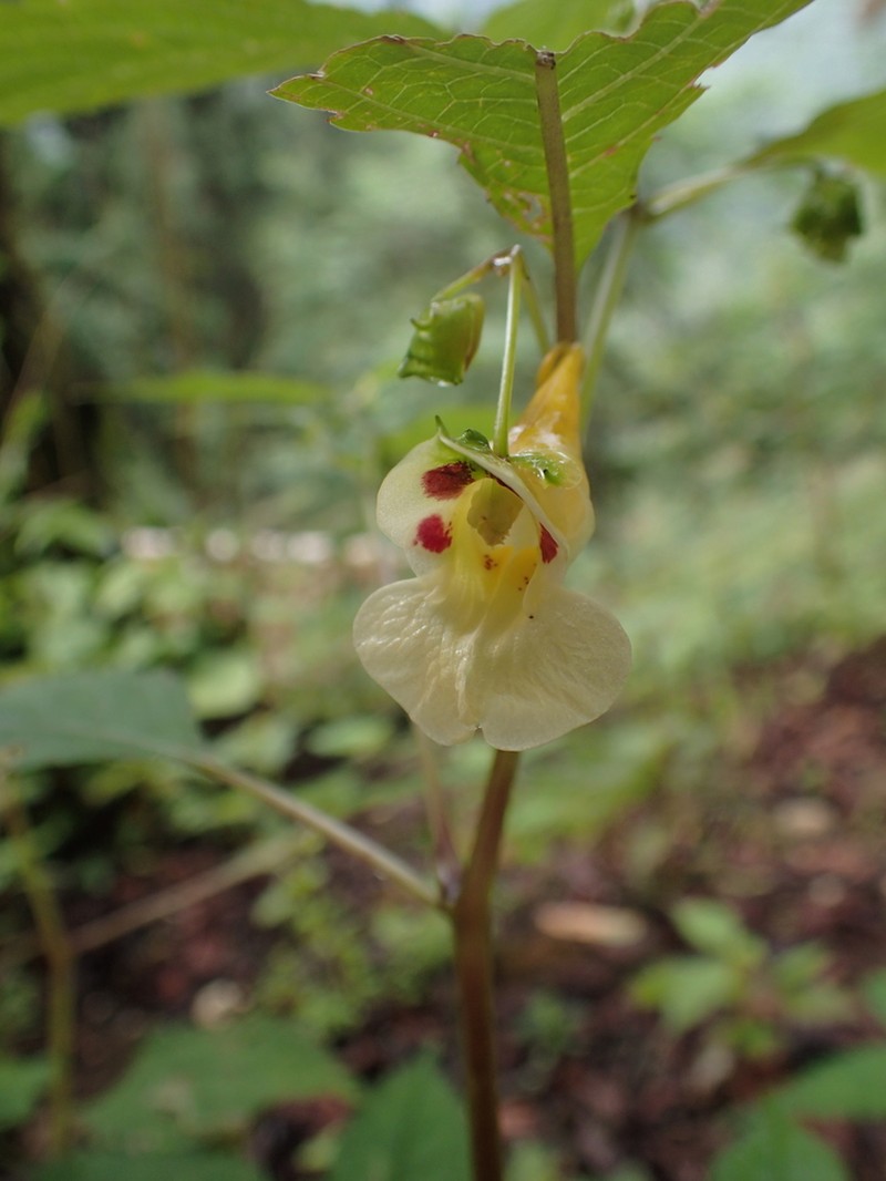 Impatiens tortisepala photo 5