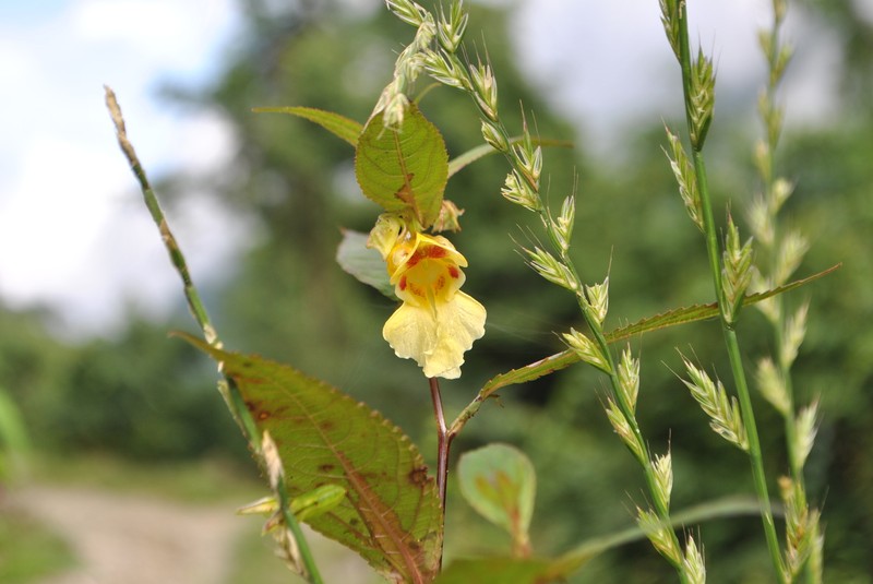 Impatiens tortisepala photo 6