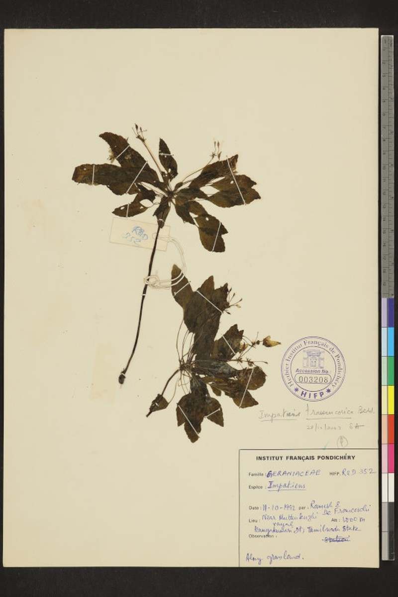 Impatiens travancorica