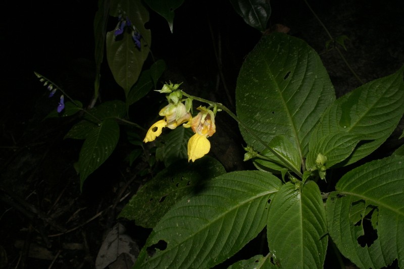 Impatiens tribounii