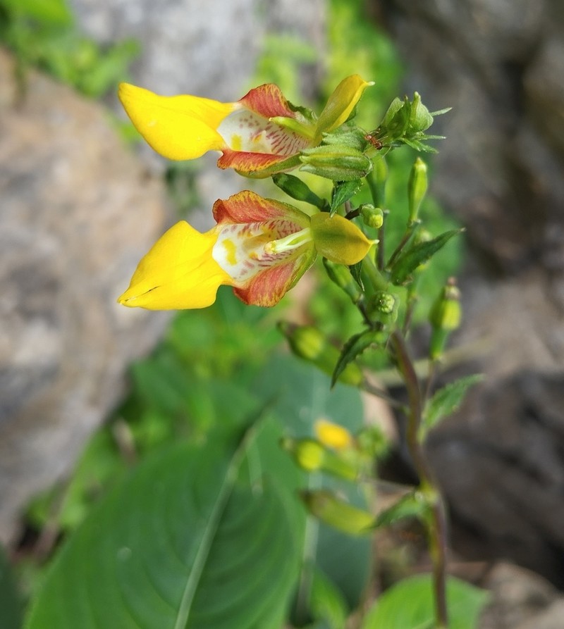Impatiens tribounii photo 2