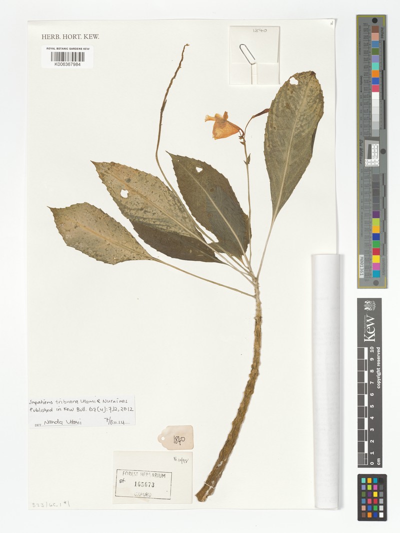 Impatiens tribuana