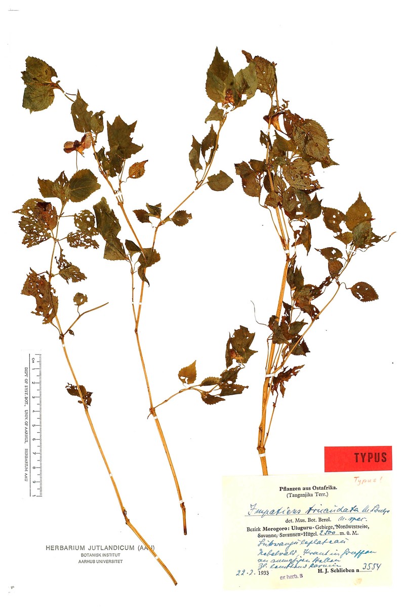 Impatiens tricaudata