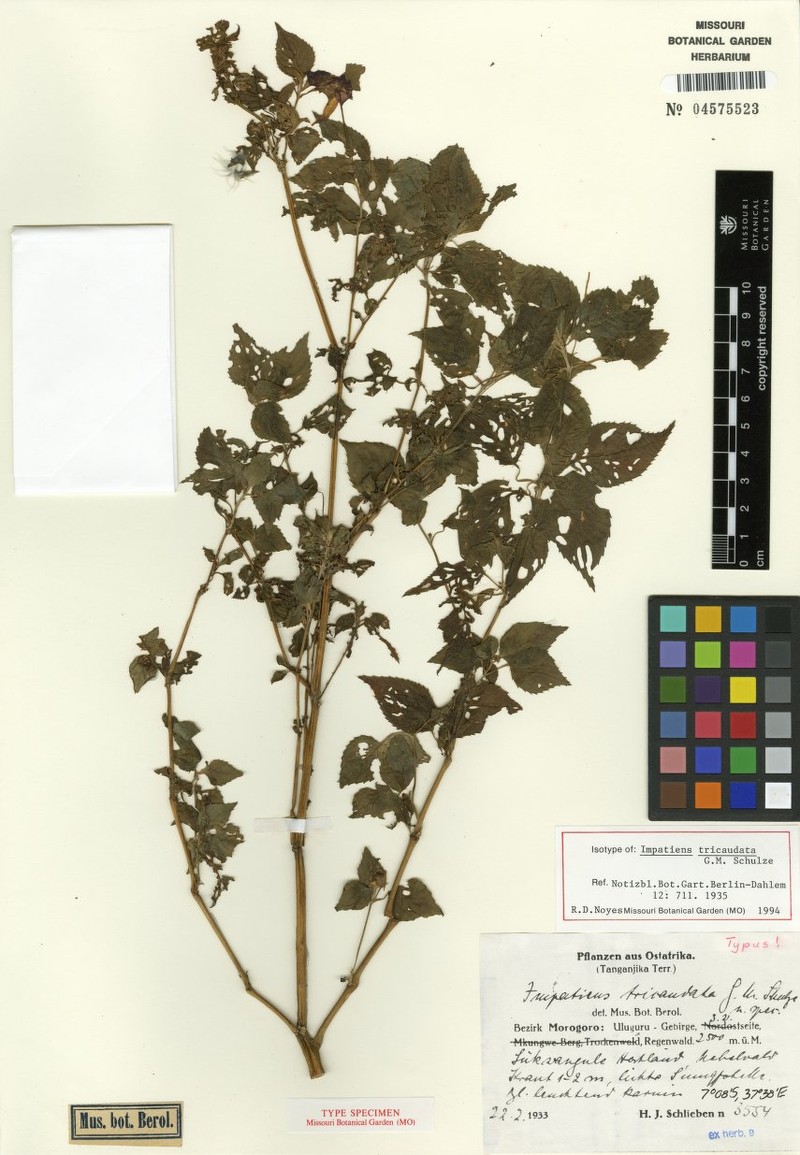 Impatiens tricaudata photo 2
