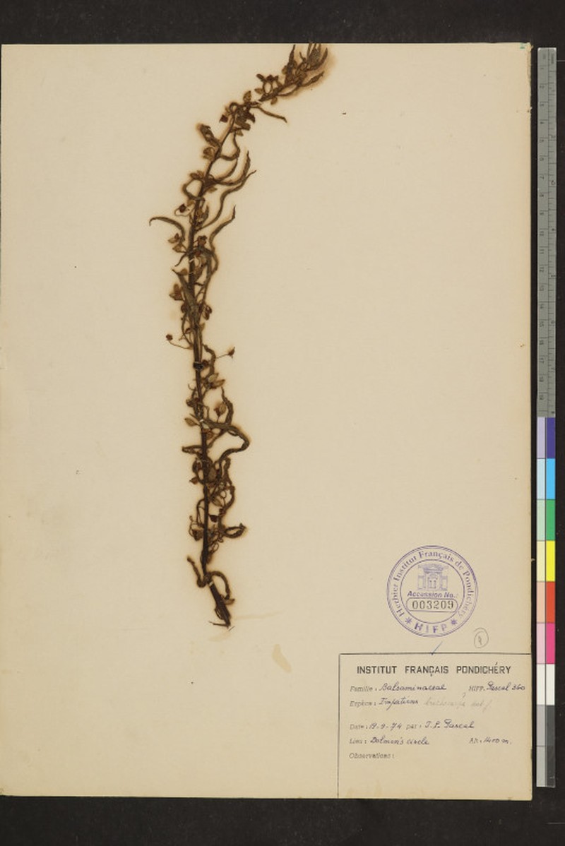 Impatiens trichocarpa