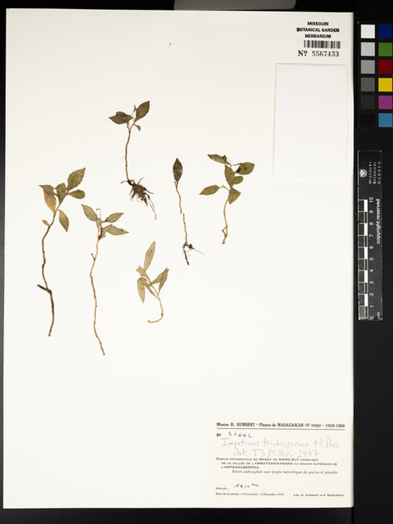 Impatiens trichosperma