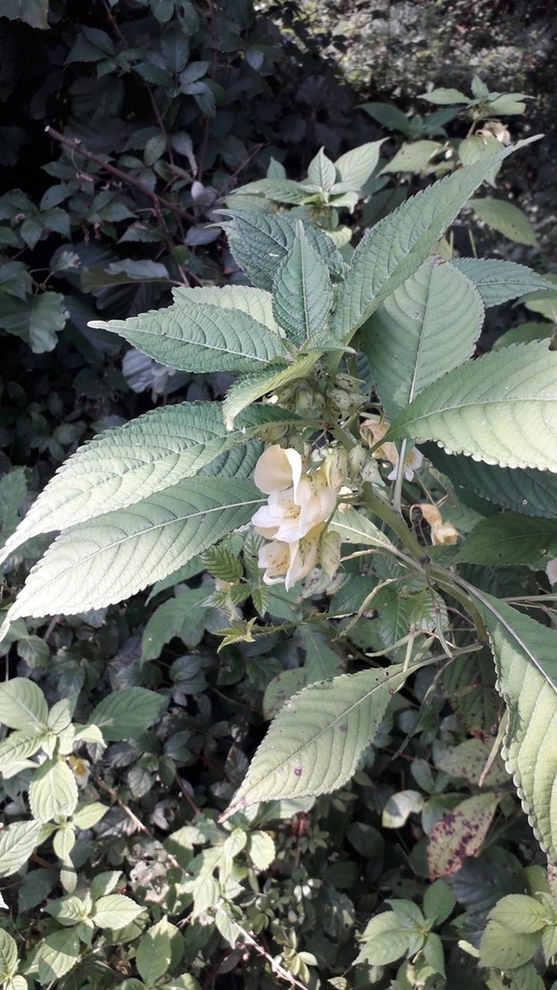 Impatiens tricornis