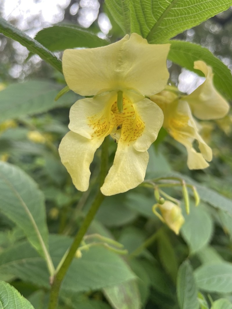 Impatiens tricornis photo 2