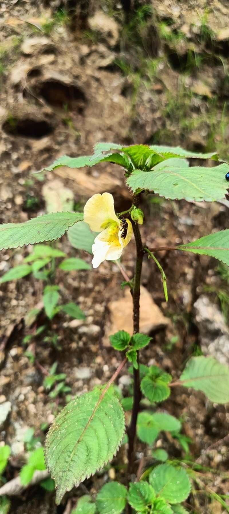 Impatiens tricornis photo 3