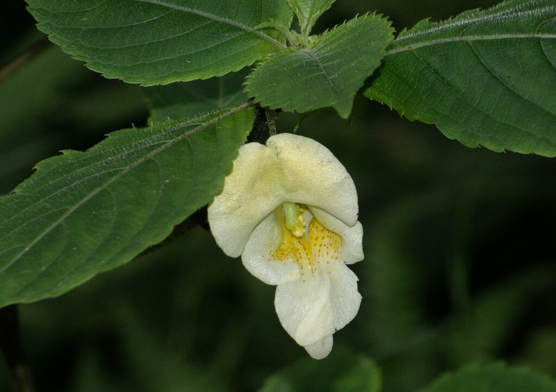 Impatiens tricornis photo 4