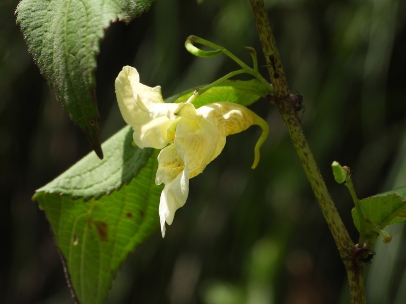 Impatiens tricornis photo 5