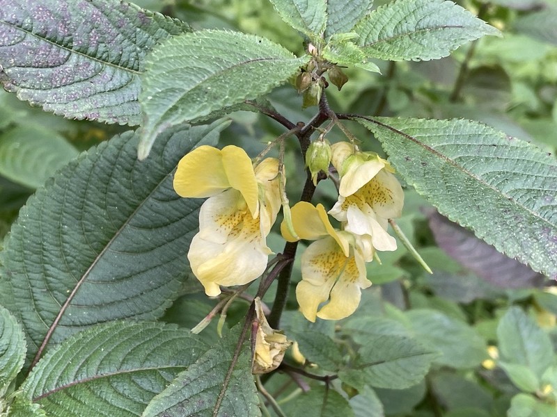 Impatiens tricornis photo 6