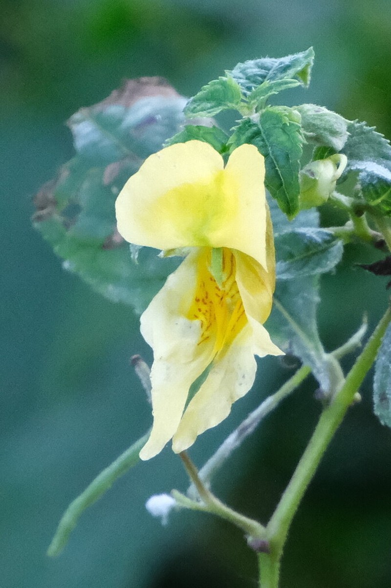 Impatiens tricornis photo 7