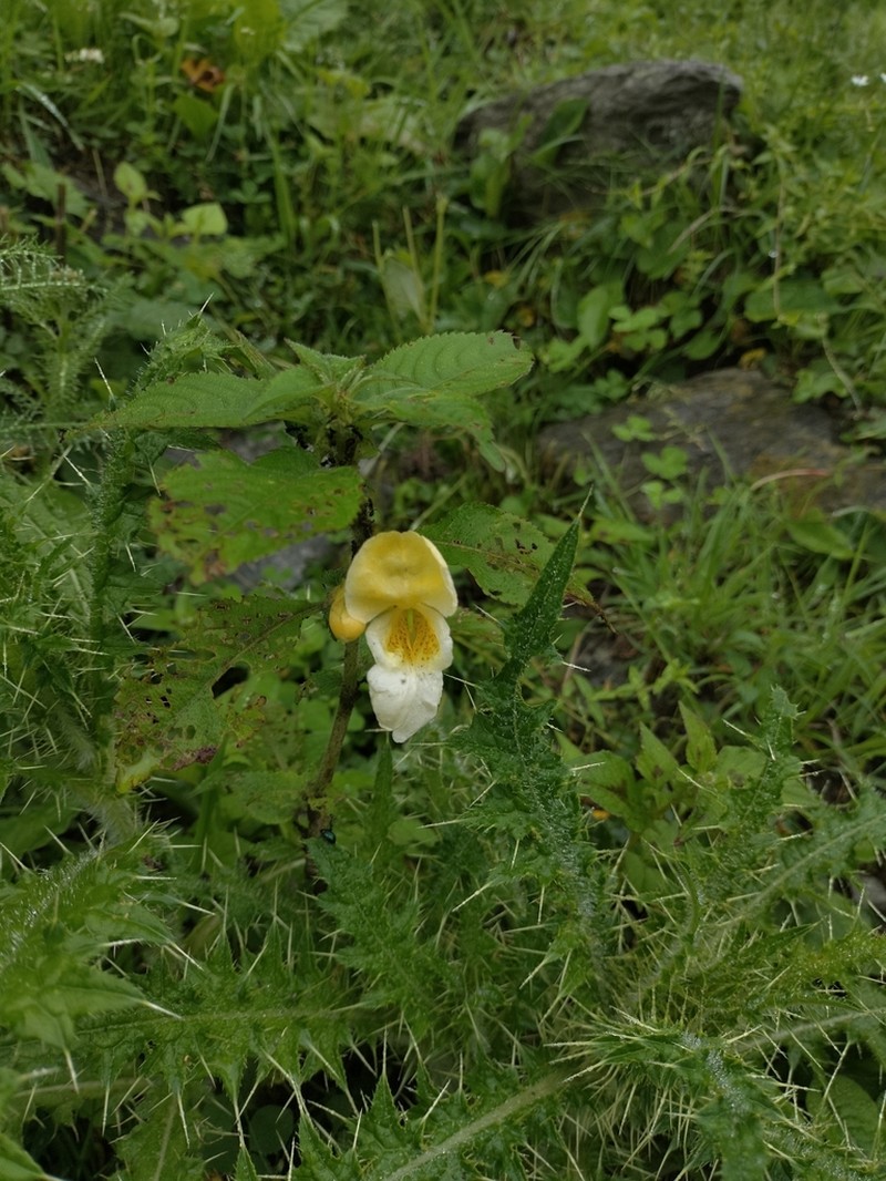 Impatiens tricornis photo 8