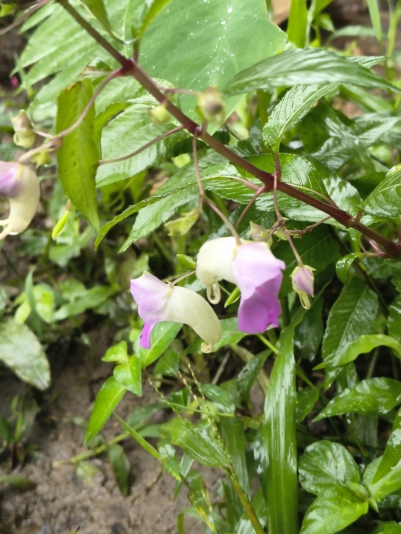 Impatiens trilobata