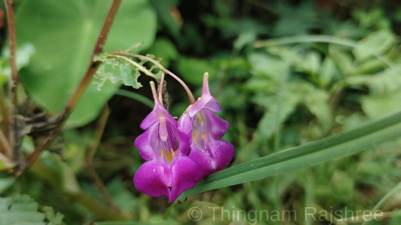 Impatiens trilobata photo 2