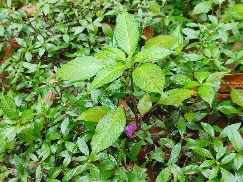 Impatiens tripetala