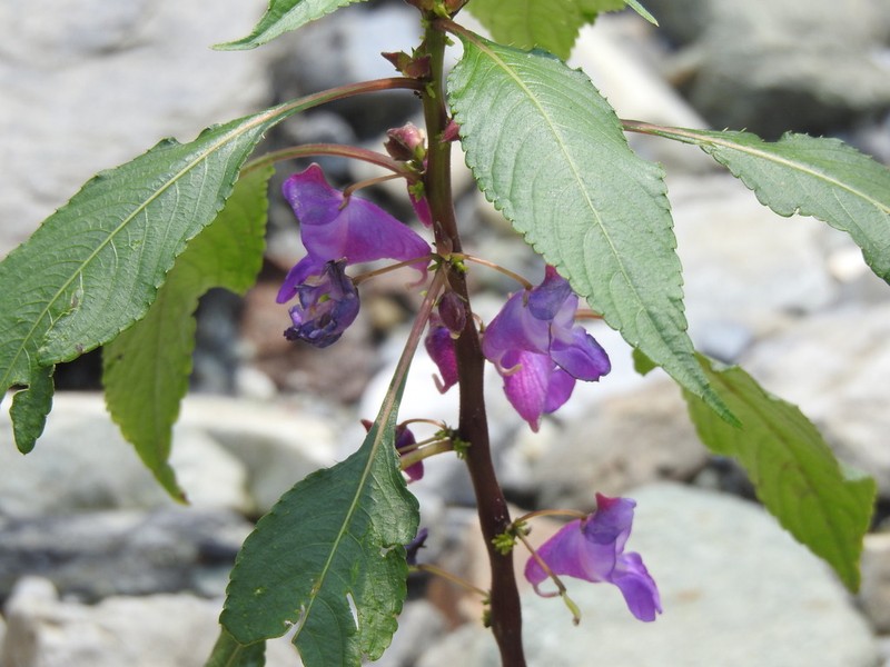 Impatiens tripetala photo 2