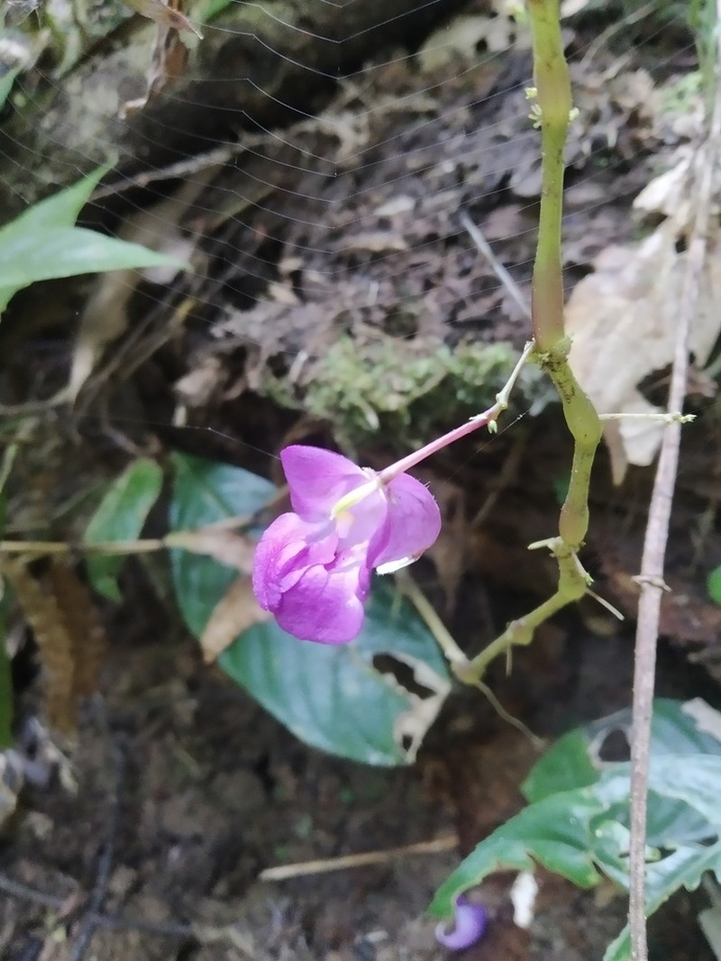 Impatiens tripetala photo 3