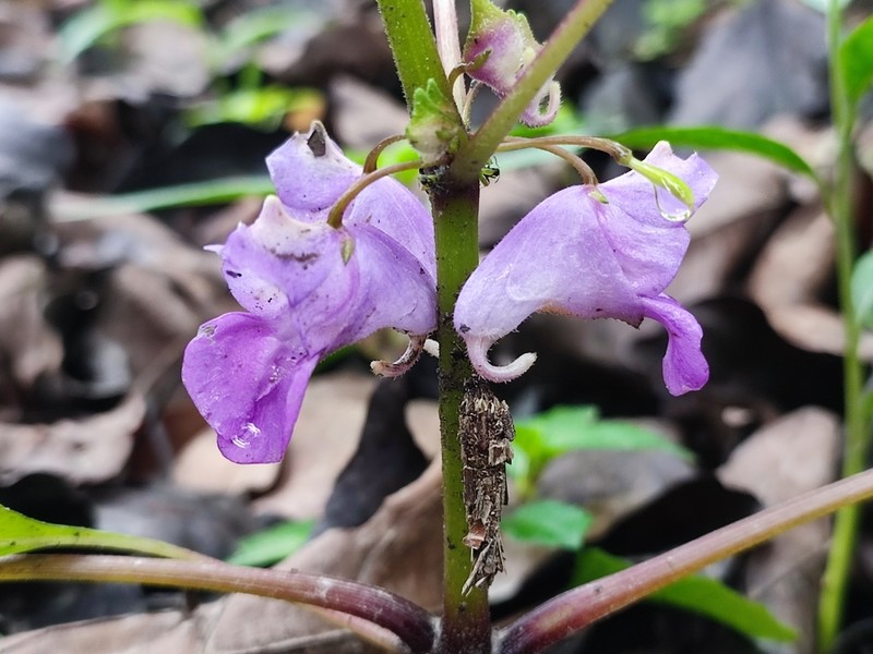Impatiens tripetala photo 4