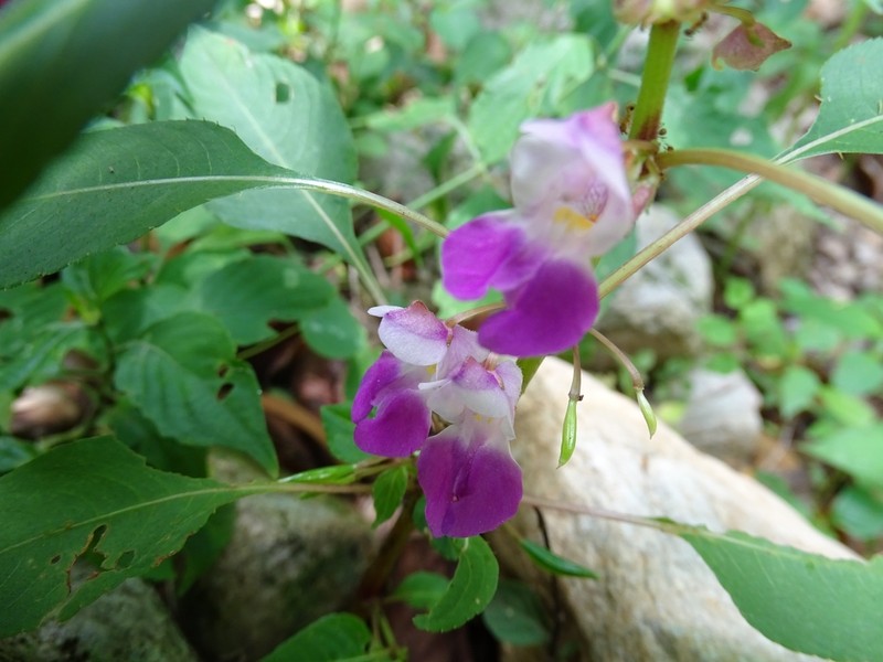 Impatiens tripetala photo 5