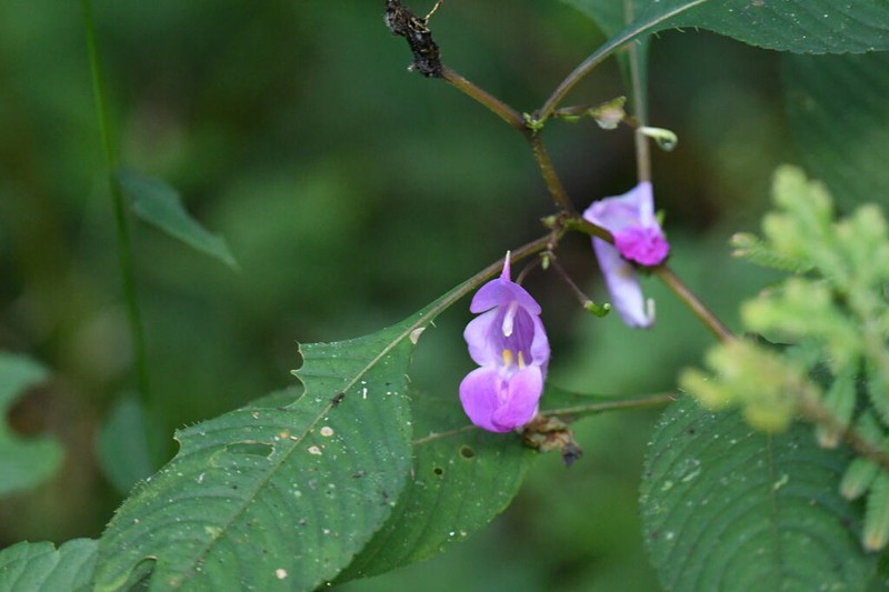 Impatiens tripetala photo 6