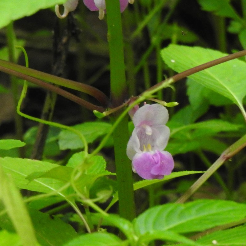 Impatiens tripetala photo 8