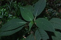 Impatiens truncata