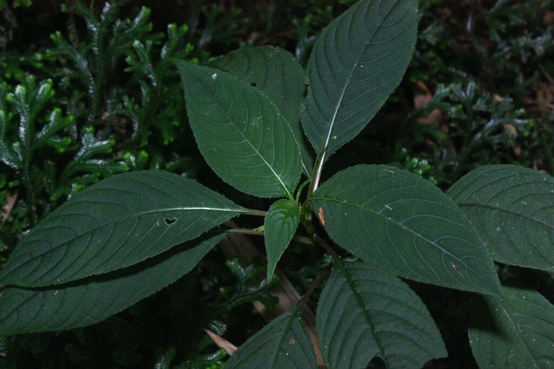 Impatiens truncata