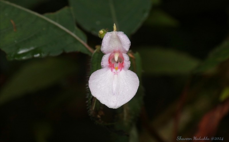 Impatiens truncata photo 2